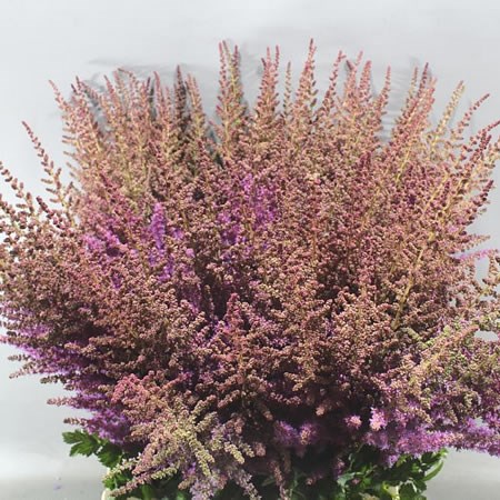 ASTILBE BLACK AND BLUE