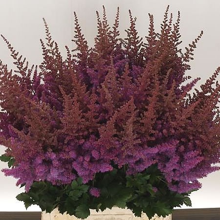 ASTILBE BLACK & BLUE