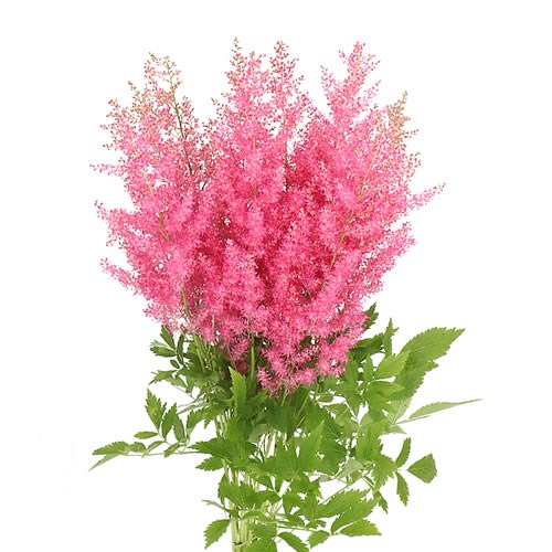 ASTILBE BOOGIE WOOGIE