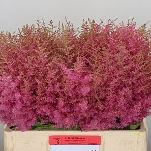 ASTILBE BOOGIE WOOGIE