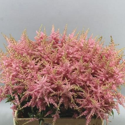 ASTILBE BRESSINGHAM BEAUTY