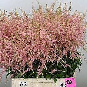 ASTILBE BRESSINGHAM BEAUTY