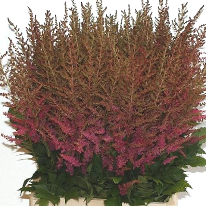 ASTILBE DARK PINK