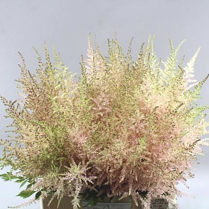 ASTILBE EARTH LIGHT PINK