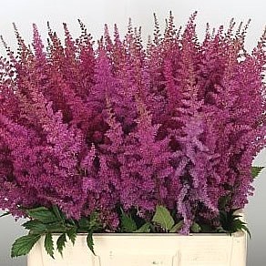 ASTILBE ELISABETH VAN VEEN