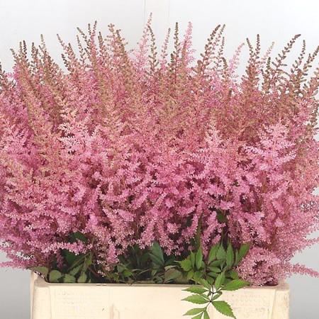 ASTILBE ERIKA (EXTRA)