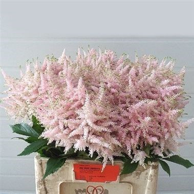 ASTILBE EUROPA