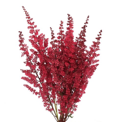 ASTILBE FANAL