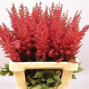 ASTILBE FANAL