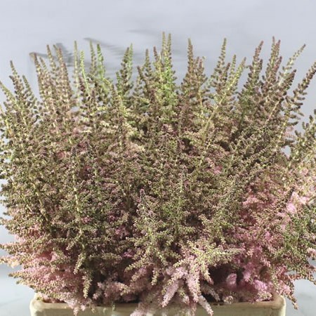 ASTILBE GLITTER & GLAMOUR