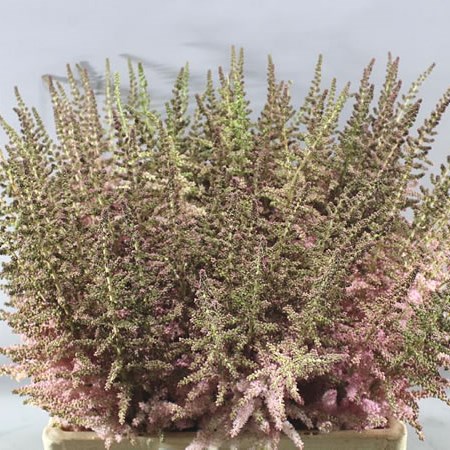 ASTILBE GLITTER & GLAMOUR