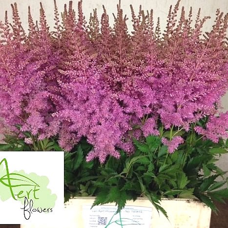 ASTILBE GLORIA