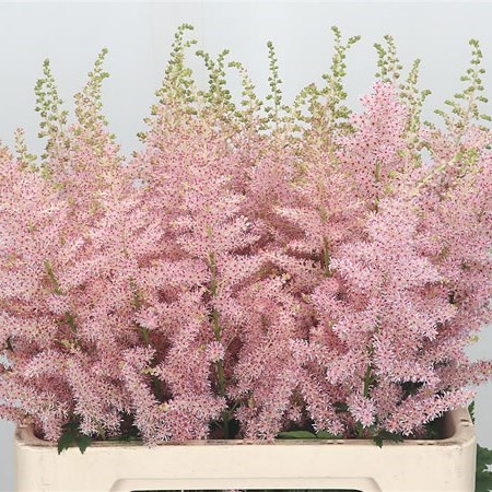 ASTILBE HIP HOP