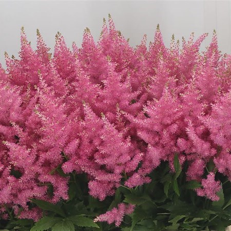 ASTILBE HONKY TONK