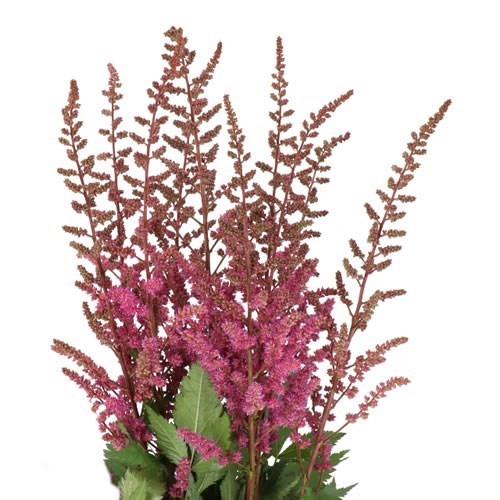 ASTILBE MAGGIE DALEY