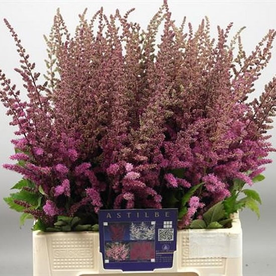 ASTILBE MAGGIE DALEY