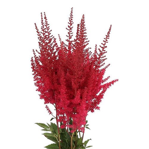 ASTILBE PAUL GAARDER