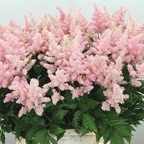 ASTILBE PEACH BLOSSOM