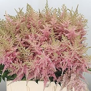 ASTILBE PINK BEAUTY