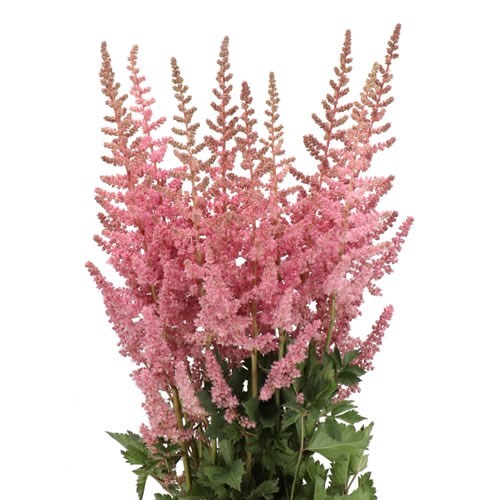 ASTILBE RASPBERRY CAKE