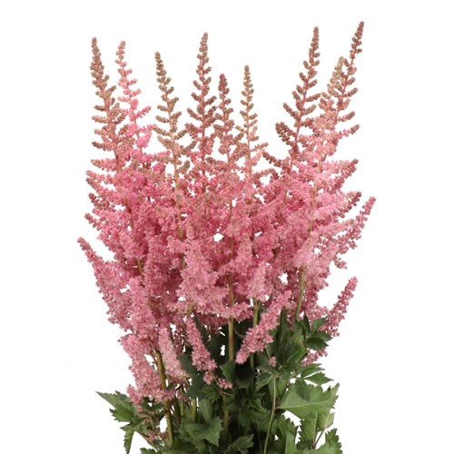ASTILBE RASPBERRY CAKE