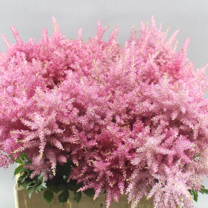 ASTILBE RHEINLAND