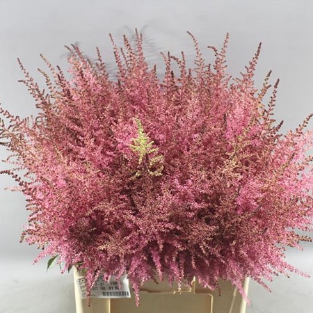 ASTILBE ROMANZE