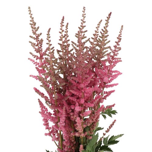ASTILBE RUBY GLOW