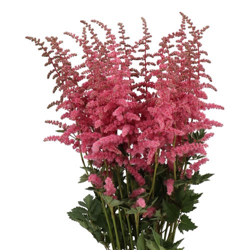 ASTILBE STRAWBERRY CAKE