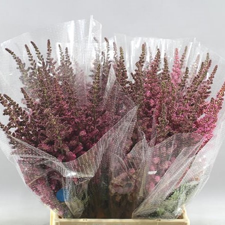 ASTILBE VISION IN PINK