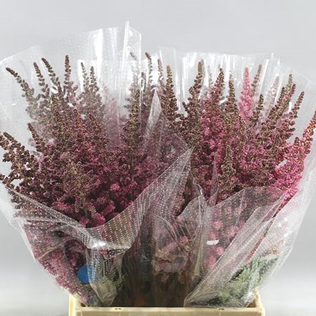 ASTILBE VISION IN PINK