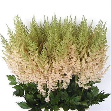 ASTILBE VISION INFERNO