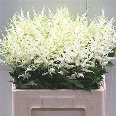 ASTILBE WAHSINGTHON