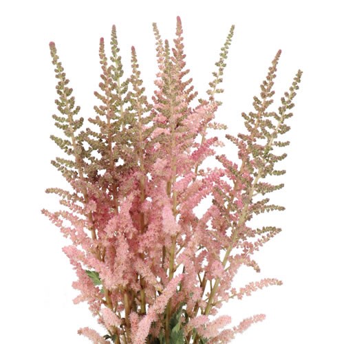 ASTILBE WEDDING CAKE