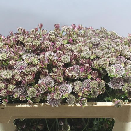 ASTRANTIA DIAMONDS DARK PINK