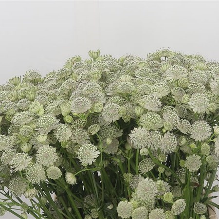 ASTRANTIA DIAMONDS WHITE