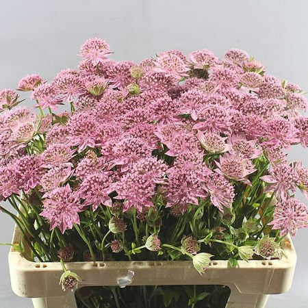 ASTRANTIA MAJOR ROSEA