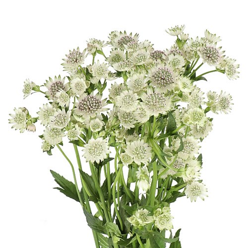 ASTRANTIA MILLION STARS