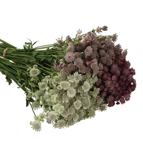 ASTRANTIA MIX
