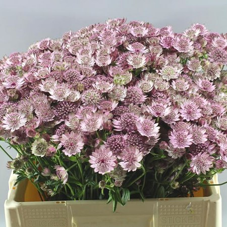 ASTRANTIA PINK PRIDE