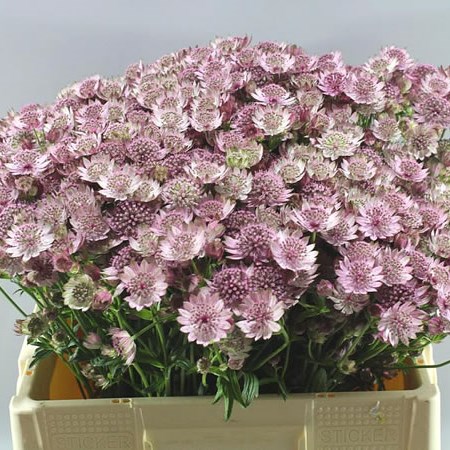 ASTRANTIA PINK PRIDE