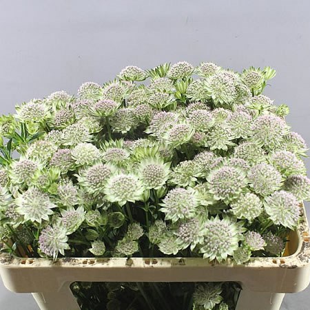 ASTRANTIA PINK SENSATION