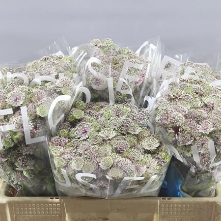 ASTRANTIA PRETTY BALLERINA