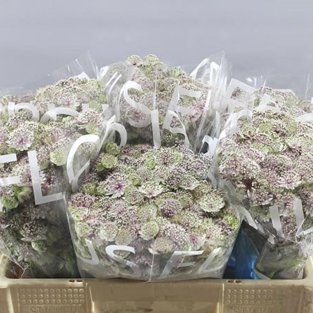 ASTRANTIA PRETTY BALLERINA