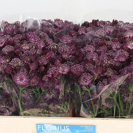 ASTRANTIA PRIMA BALLERINA