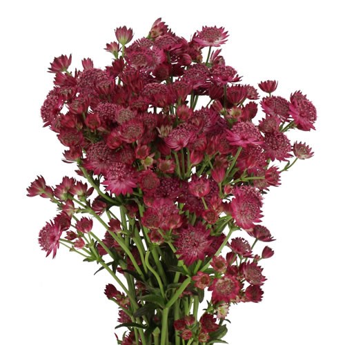 ASTRANTIA RED JOYCE