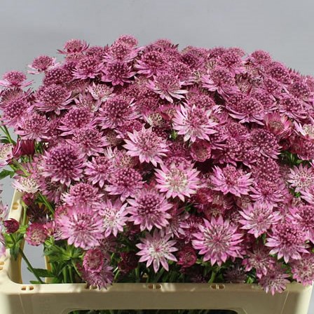 ASTRANTIA ROMA