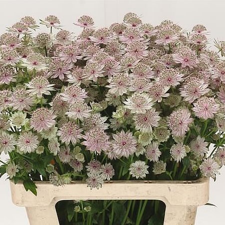 ASTRANTIA ROSITA