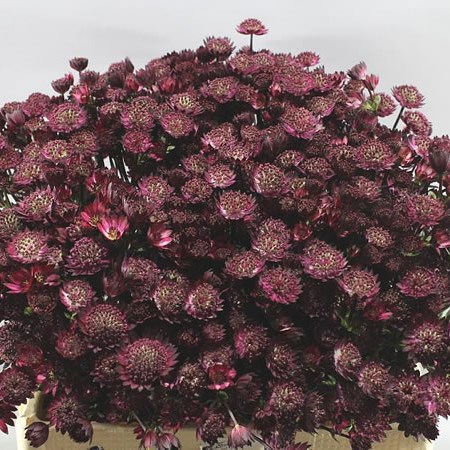 ASTRANTIA RUBY WEDDING