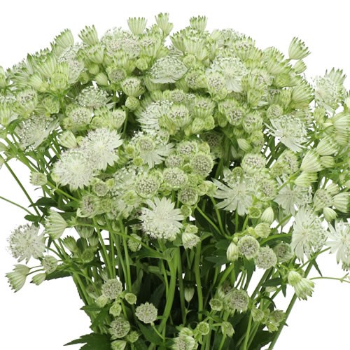 ASTRANTIA SHAGGY